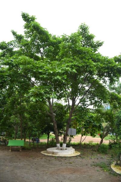 Sri lakshmi deavi